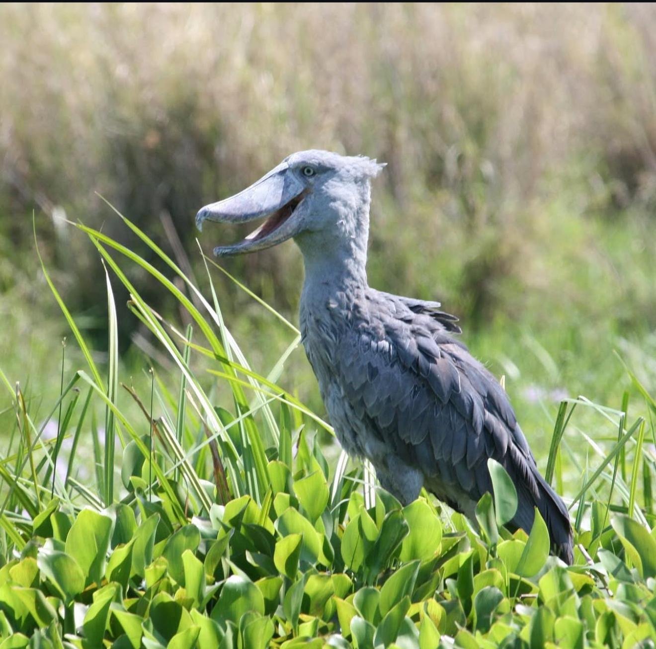 Uganda Wildlife and Primate Safari